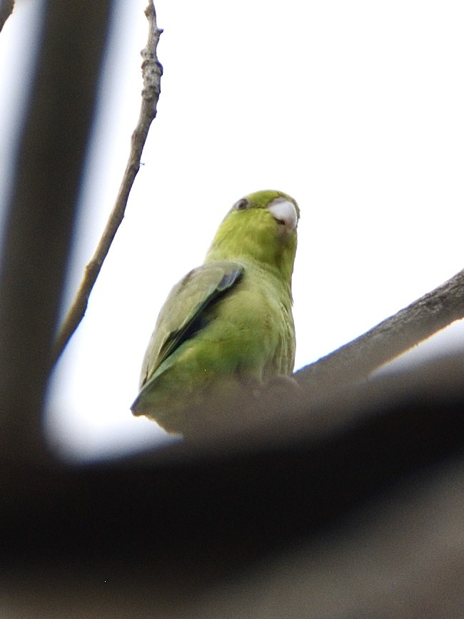 Pacific Parrotlet - ML638005489