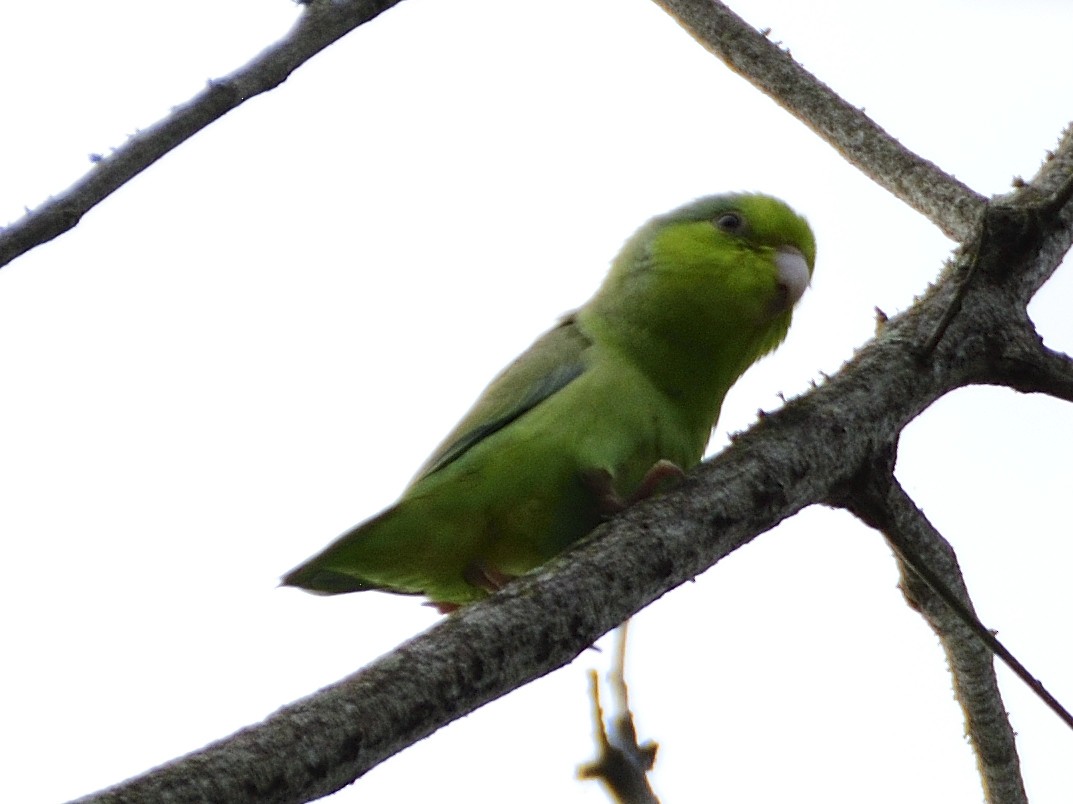 Pacific Parrotlet - ML638005490
