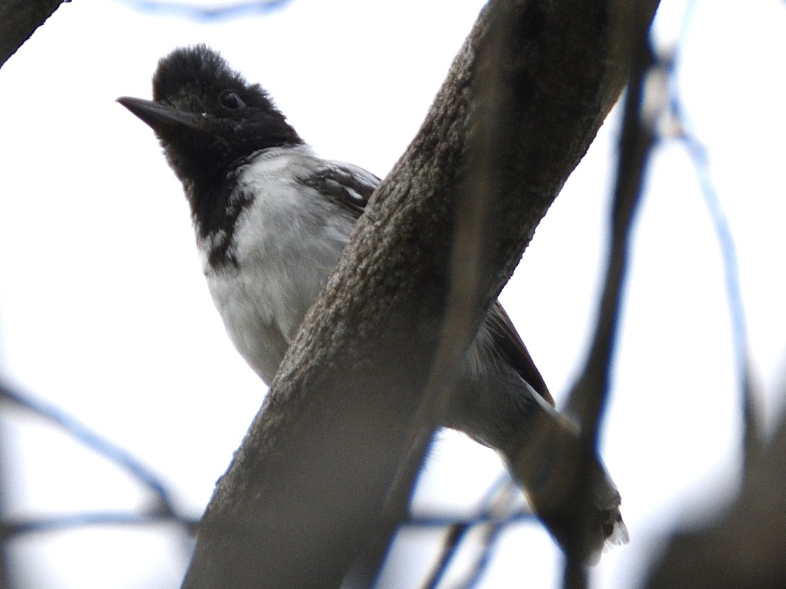 Collared Antshrike - ML638005505