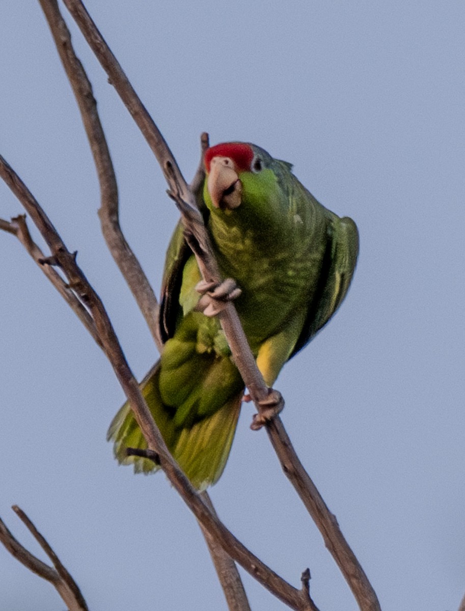 Red-crowned Amazon - ML638005515