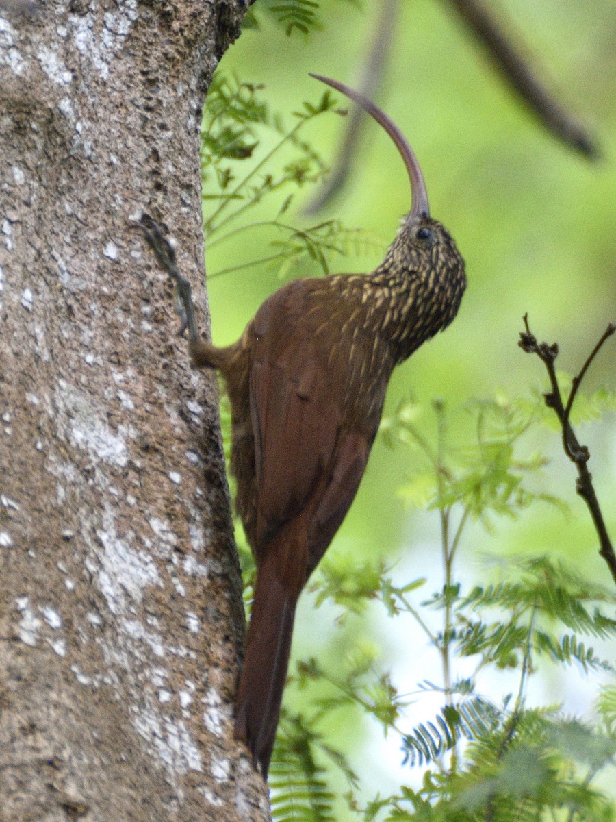 Red-billed Scythebill - ML638005521