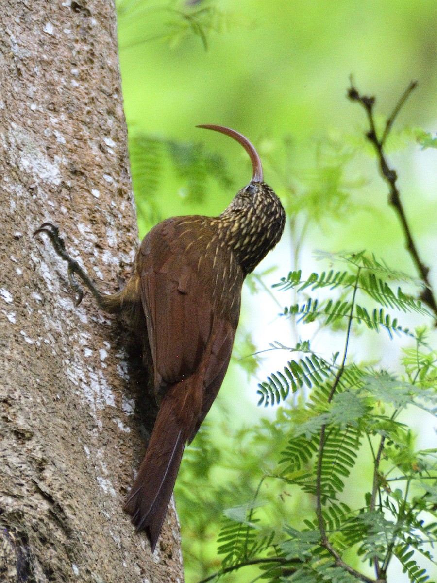 Red-billed Scythebill - ML638005522