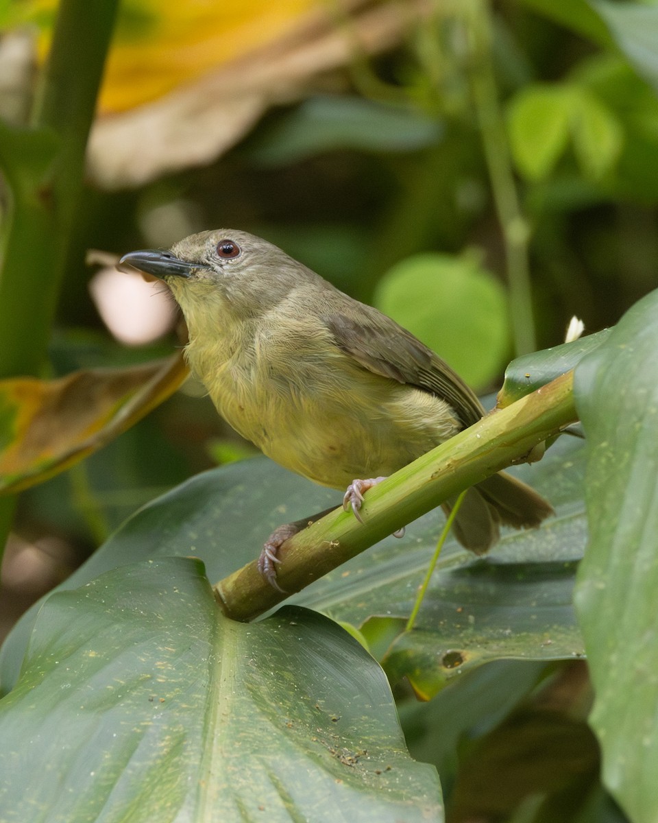 Blue Mountain Vireo - ML638005559