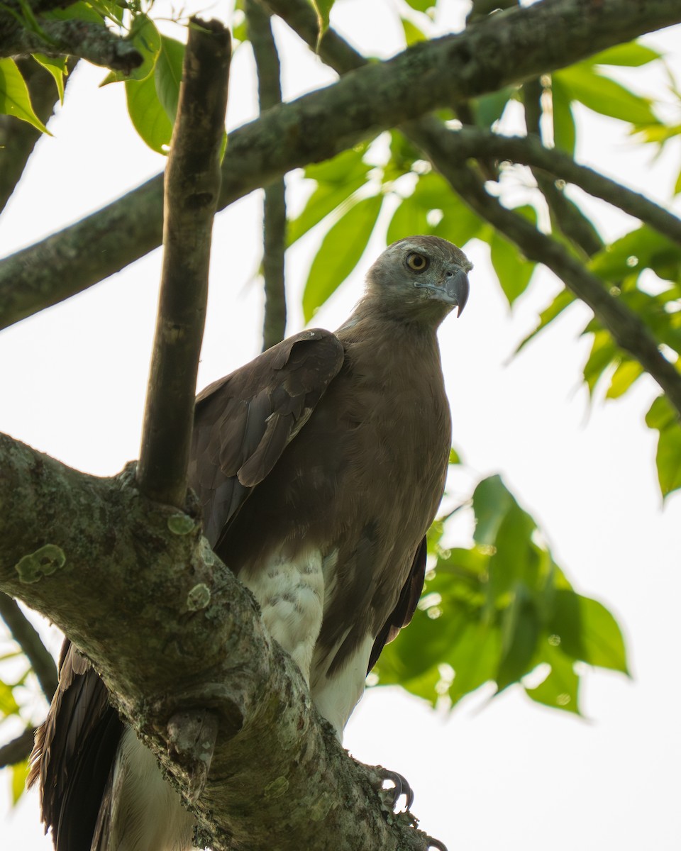 Gray-headed Fish-Eagle - ML638005593