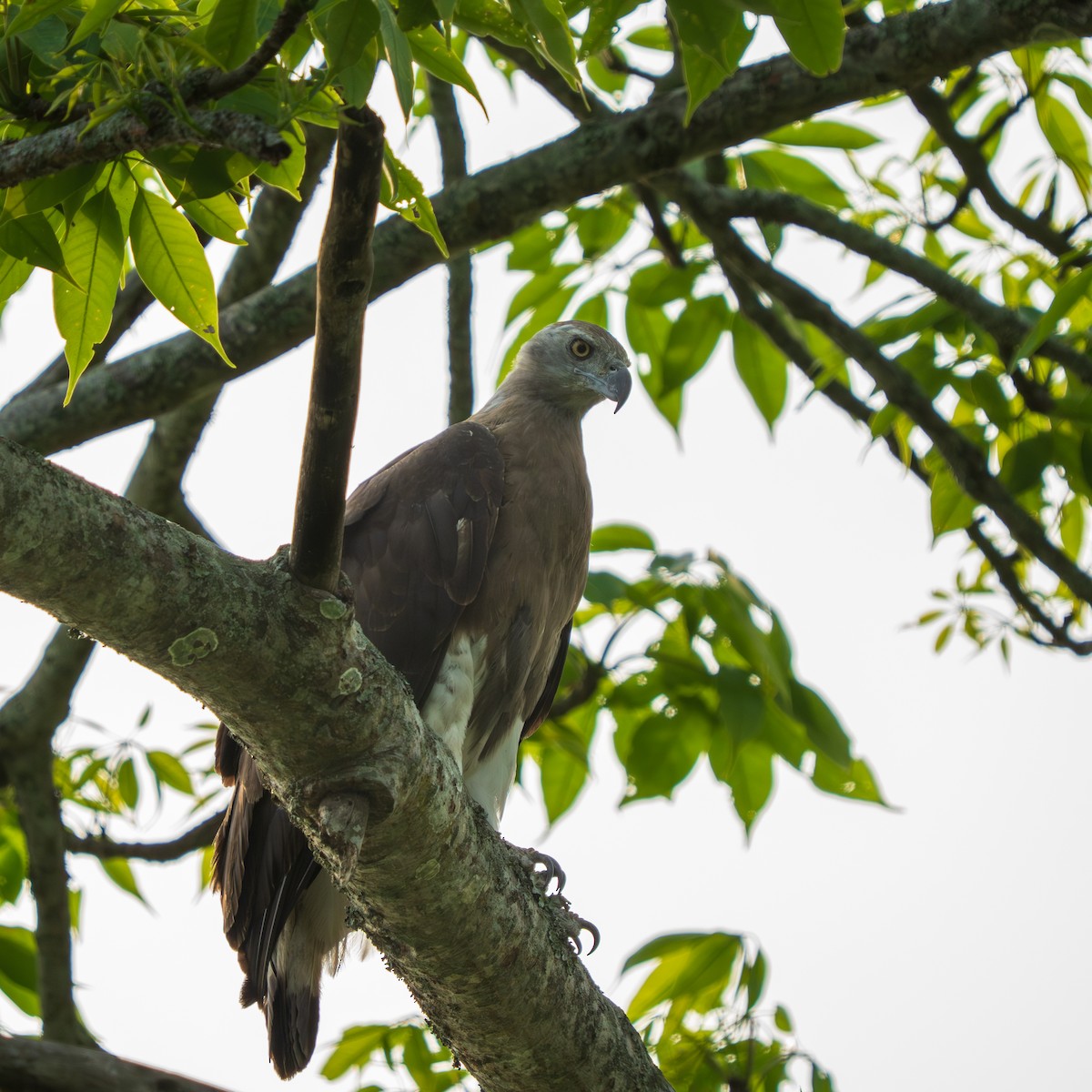 Gray-headed Fish-Eagle - ML638005594