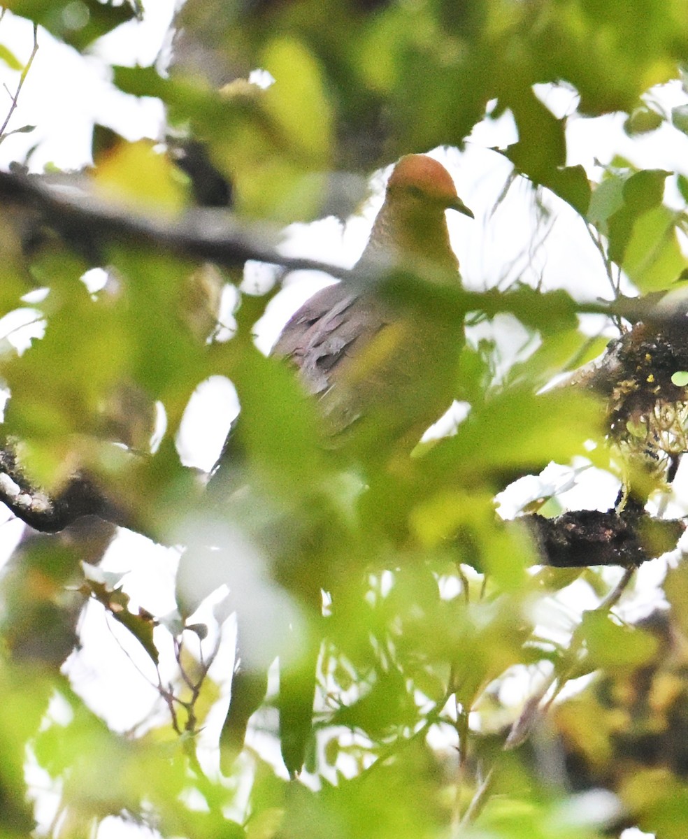 Philippine Cuckoo-Dove - ML638005602