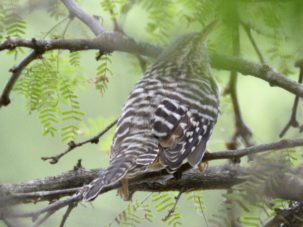 Fasciated Wren - ML638005605