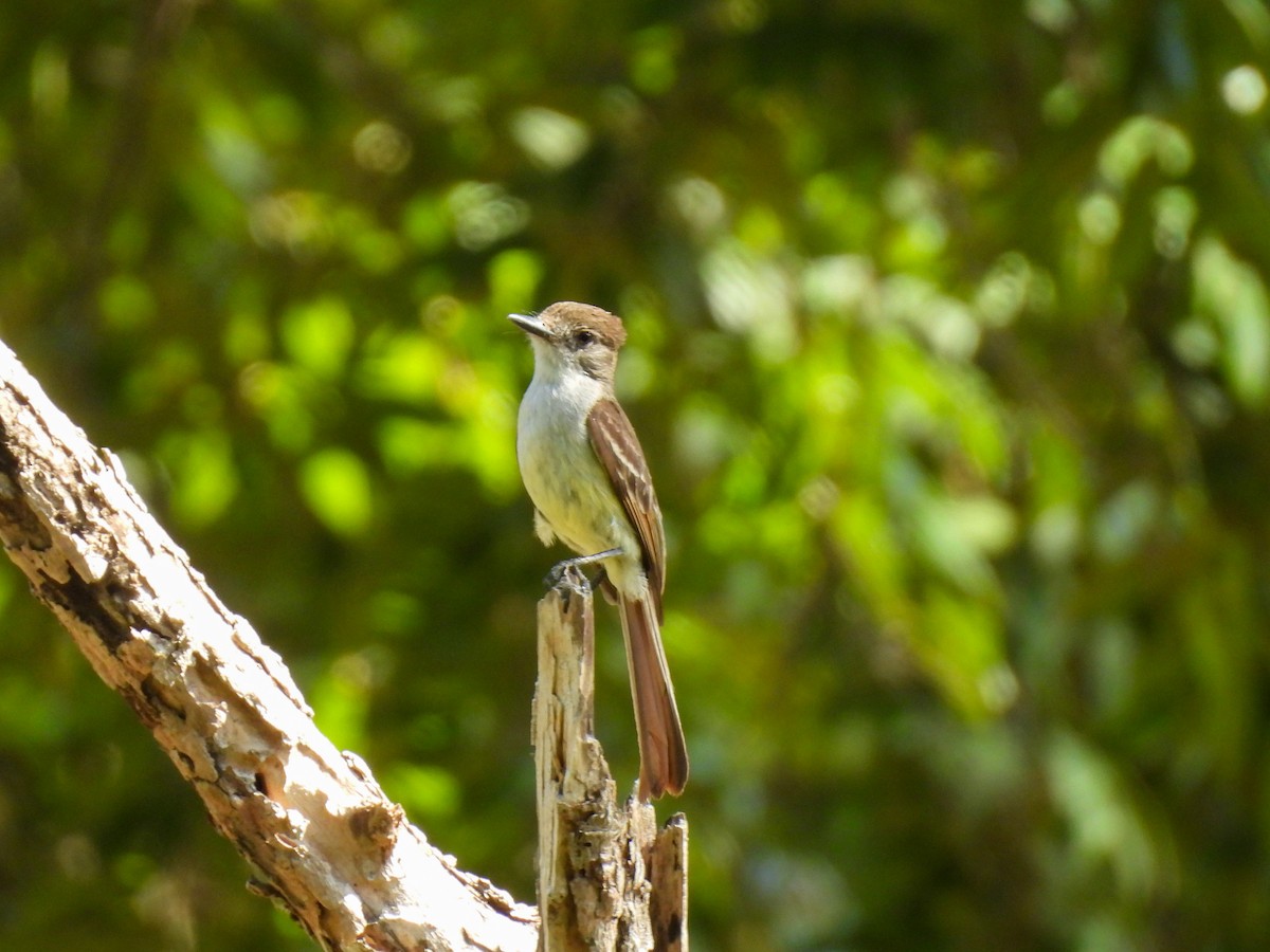 Stolid Flycatcher - ML638005612