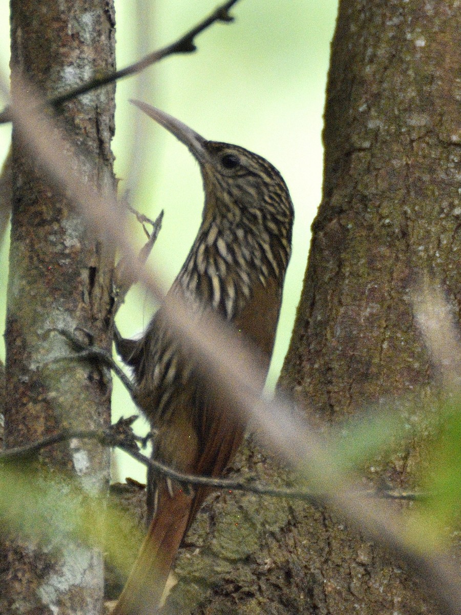 Streak-headed Woodcreeper - ML638005639