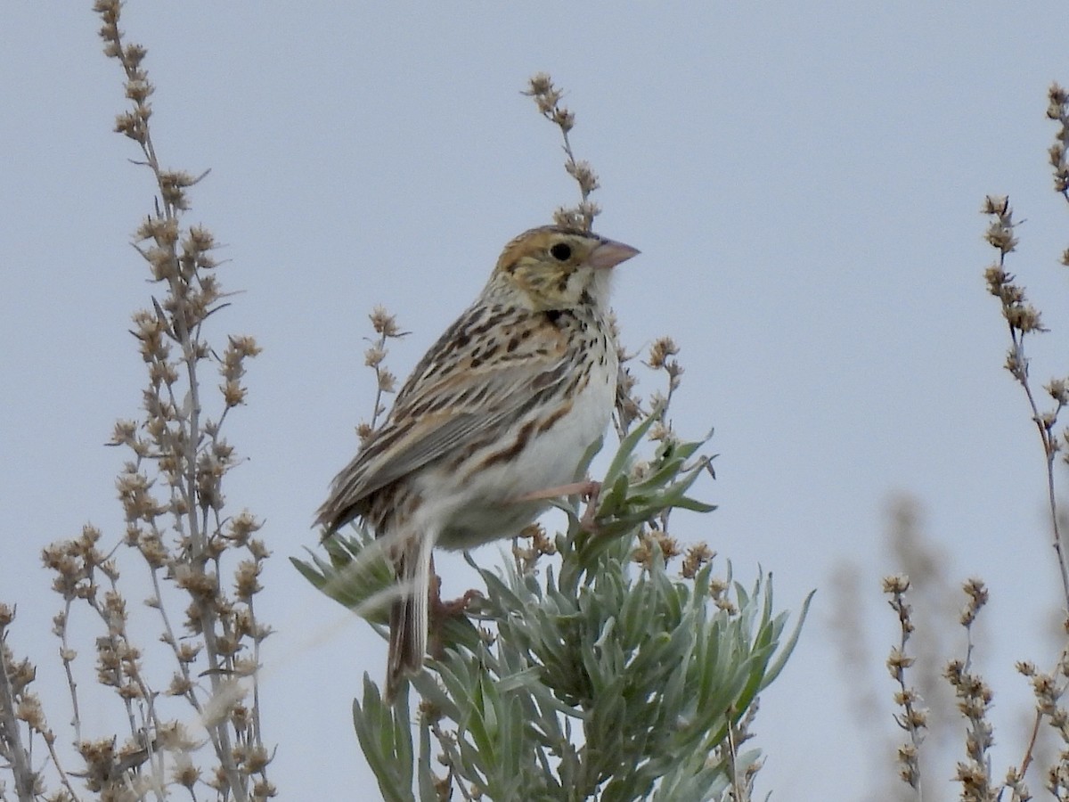 Baird's Sparrow - ML638005650
