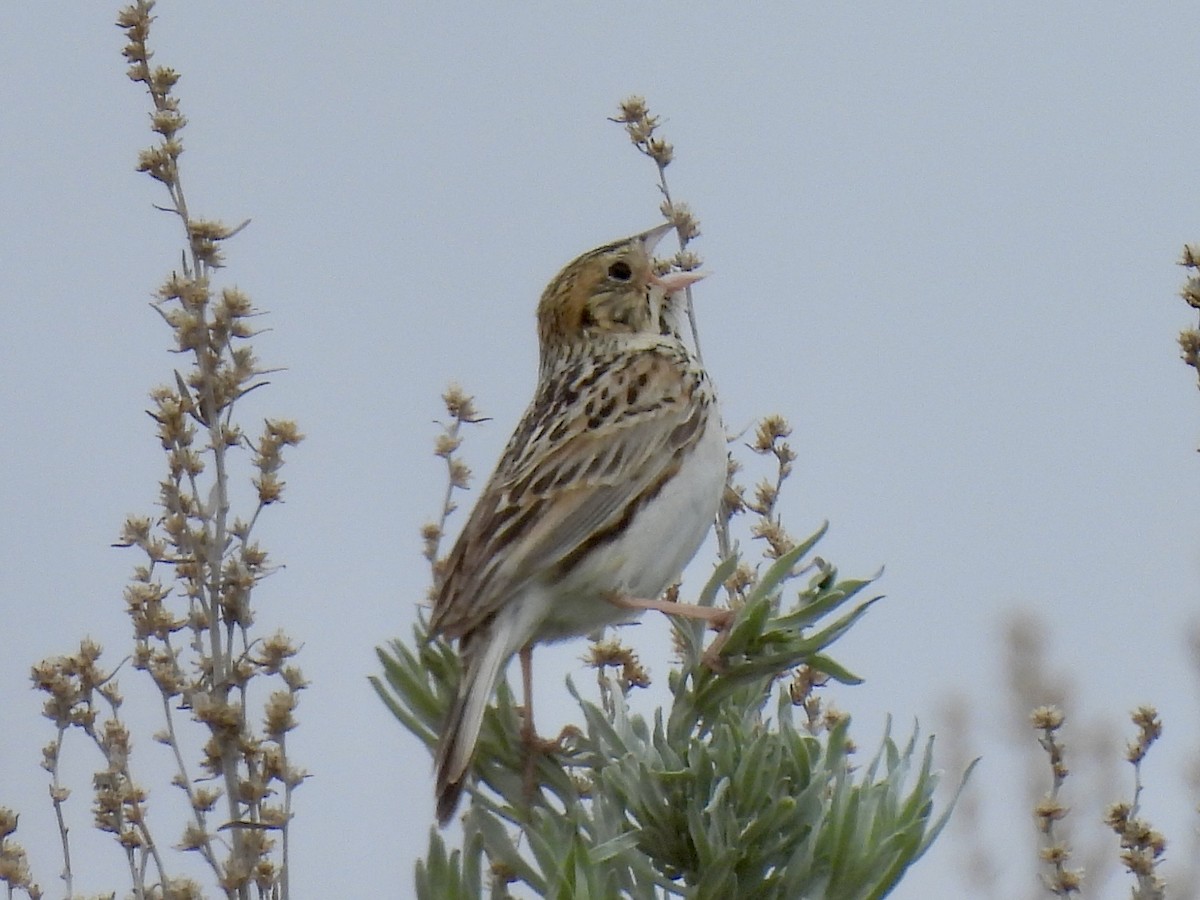 Baird's Sparrow - ML638005651