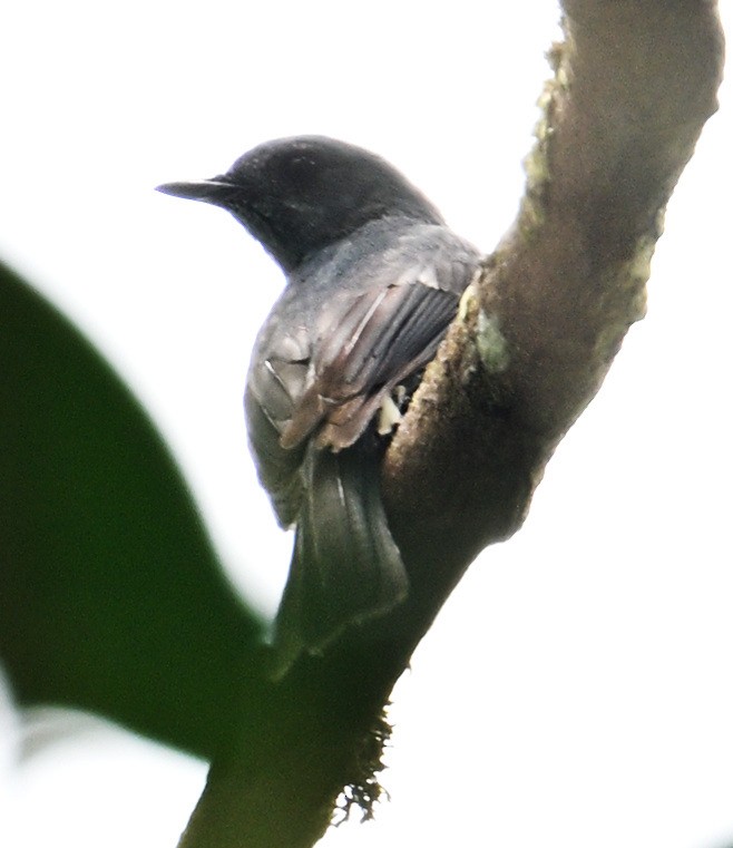 鳥類 - ML638005685