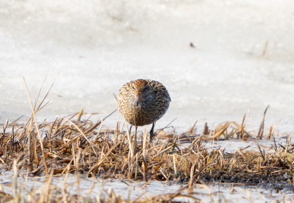 Sharp-tailed Sandpiper - ML638005687