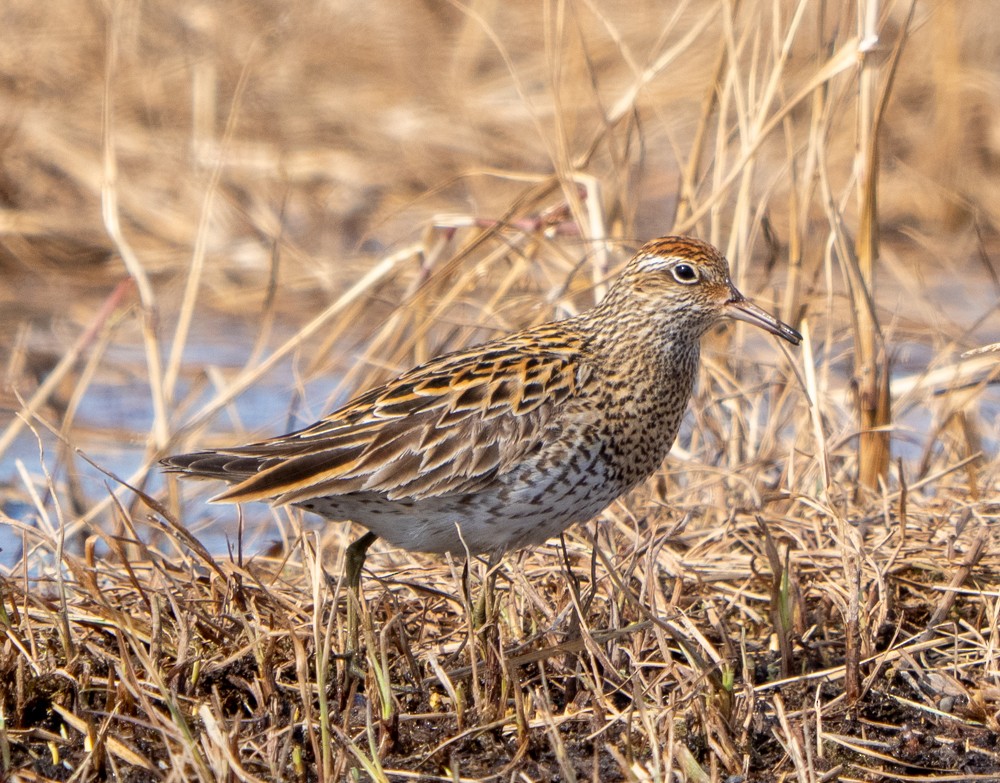 Sharp-tailed Sandpiper - ML638005688