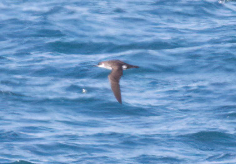 Manx Shearwater - ML638005698