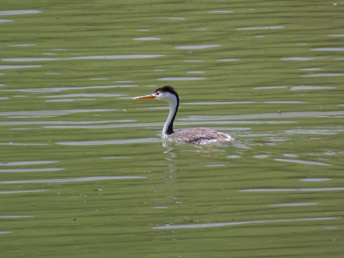 Clark's Grebe - ML638005699
