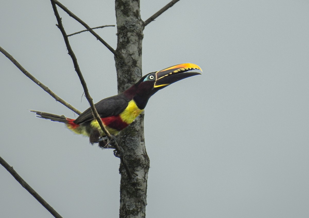 Chestnut-eared Aracari - ML638005708