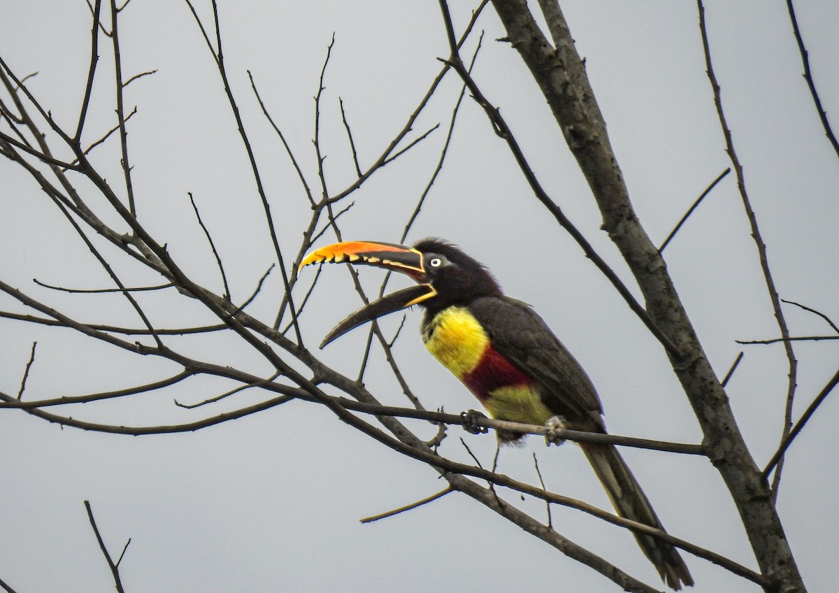 Chestnut-eared Aracari - ML638005711
