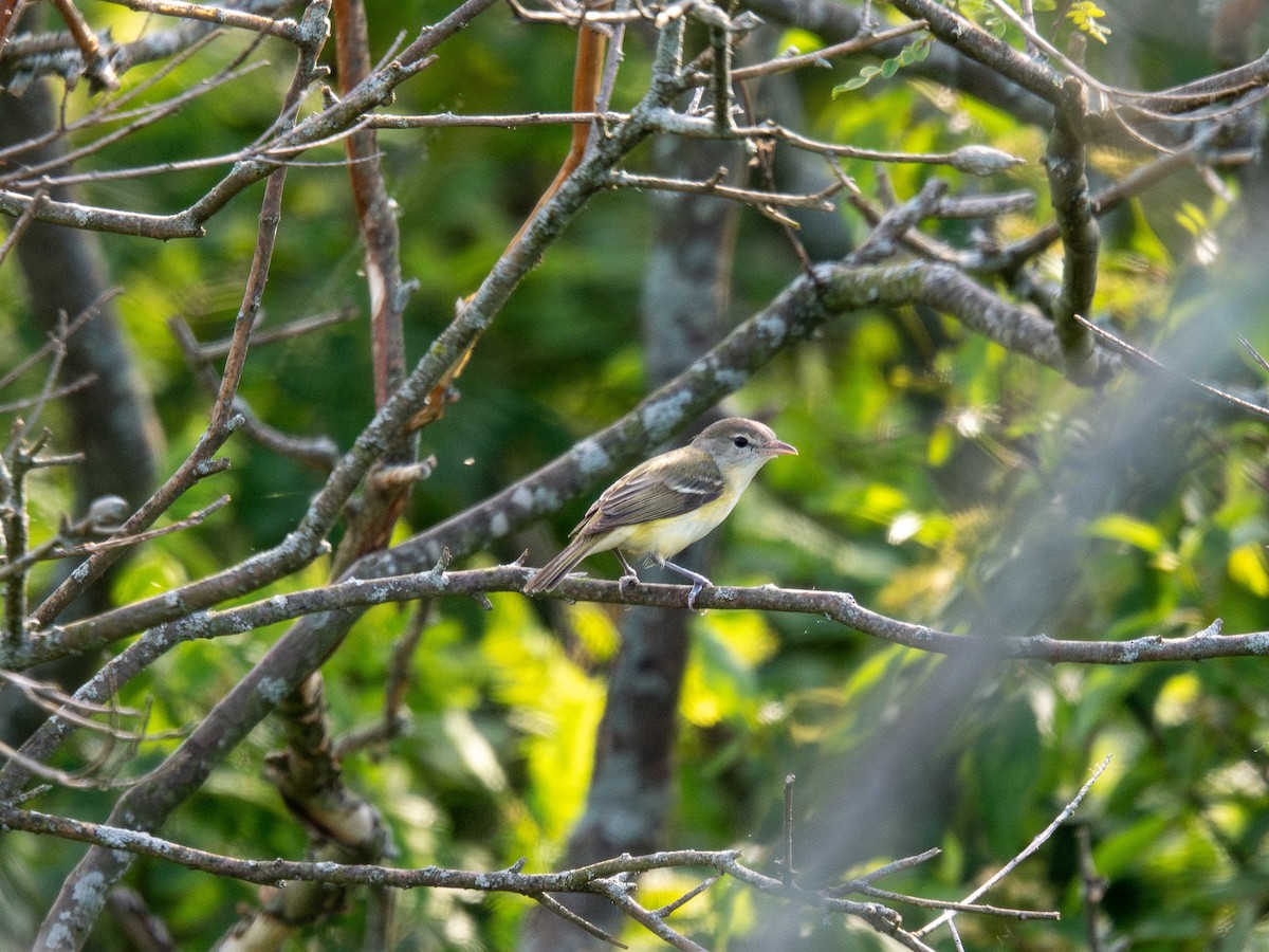Bell's Vireo - ML638005723