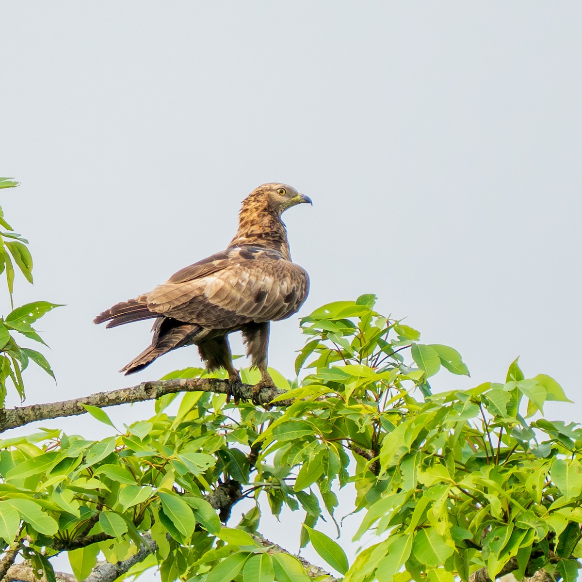 Oriental Honey-buzzard - ML638005729