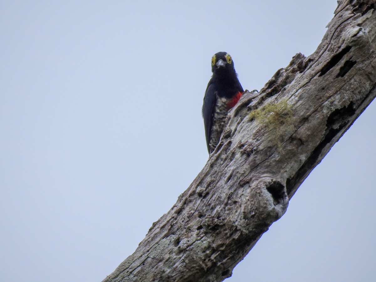 Yellow-tufted Woodpecker - ML638005732