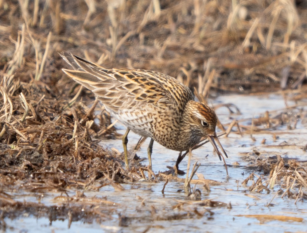 Sharp-tailed Sandpiper - ML638005737