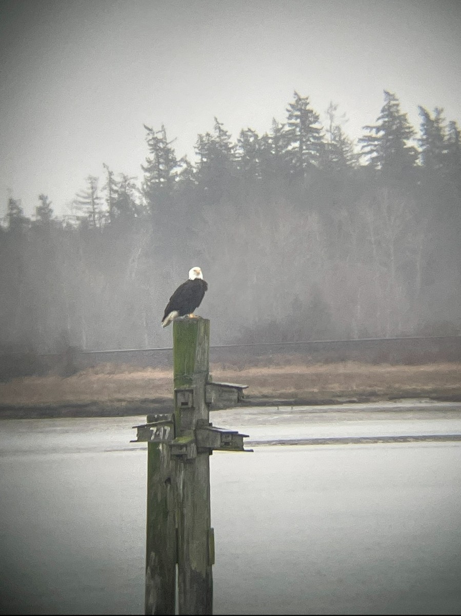 Bald Eagle - ML638005738
