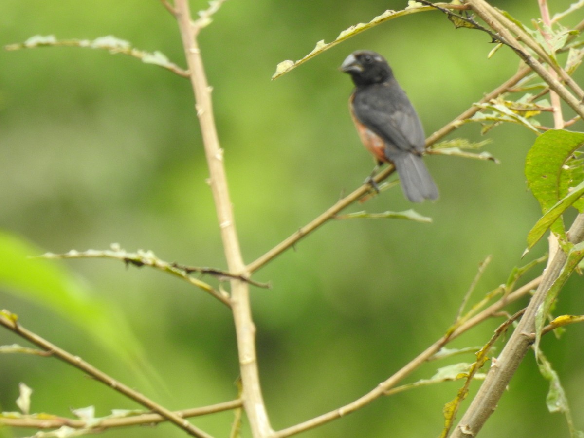 Chestnut-bellied Seed-Finch - ML638005757