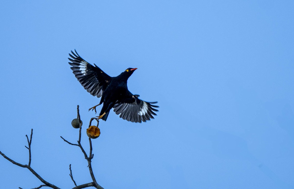Common Hill Myna - ML638005766