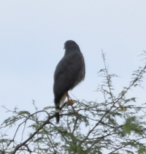 Crane Hawk - ML638005767
