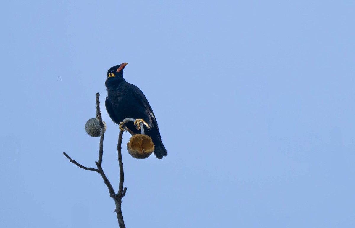 Common Hill Myna - ML638005773