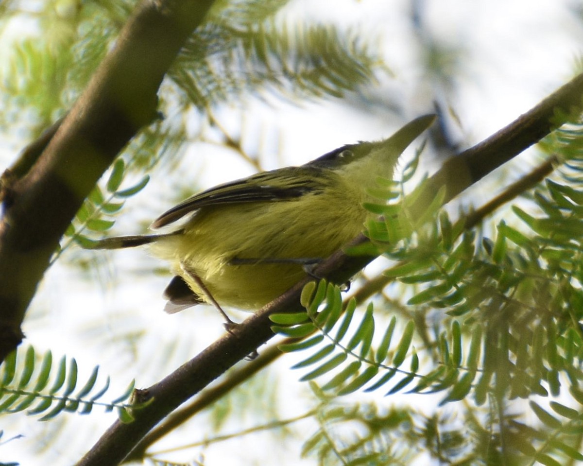Common Tody-Flycatcher - ML638005783
