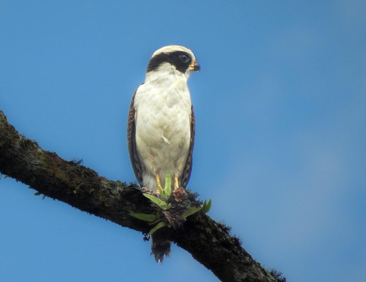 Laughing Falcon - ML638005788