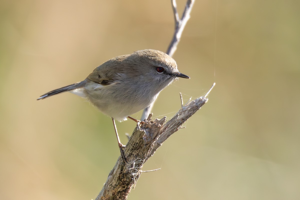 Gray Gerygone - ML638005819