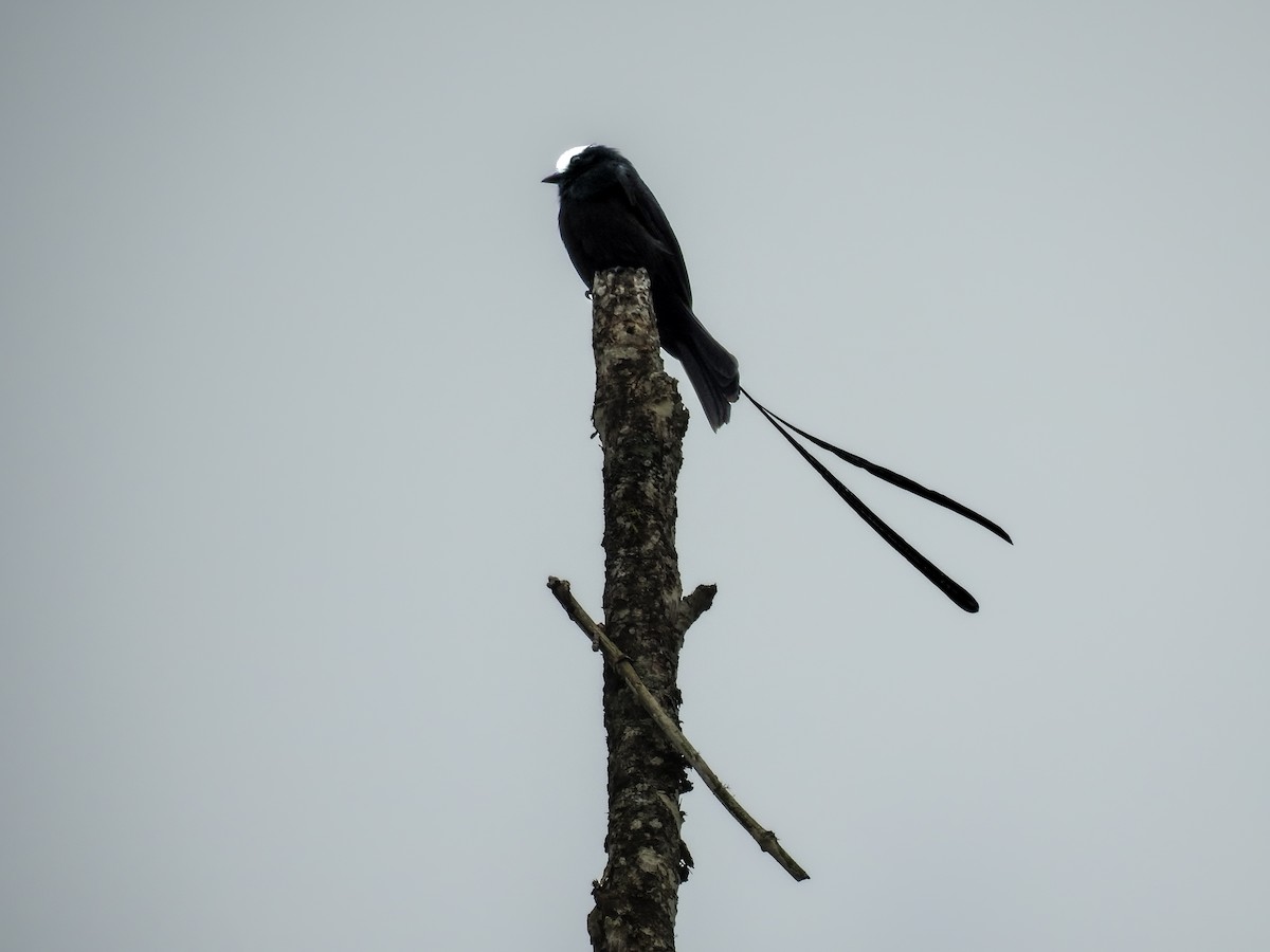 Long-tailed Tyrant - ML638005821