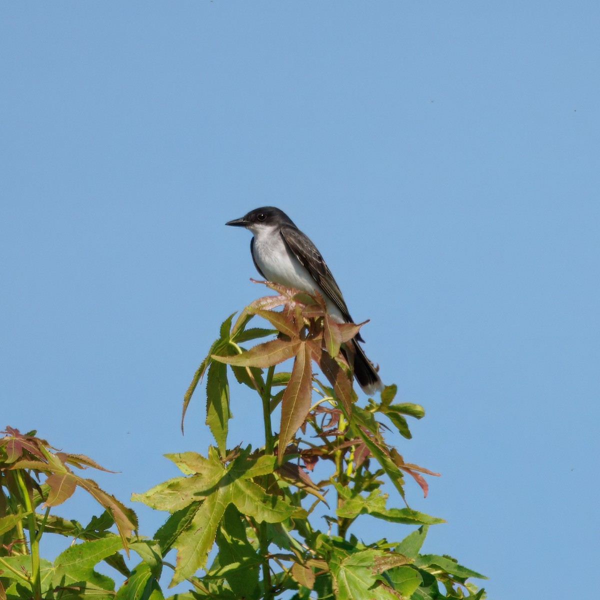 Eastern Kingbird - ML638005826