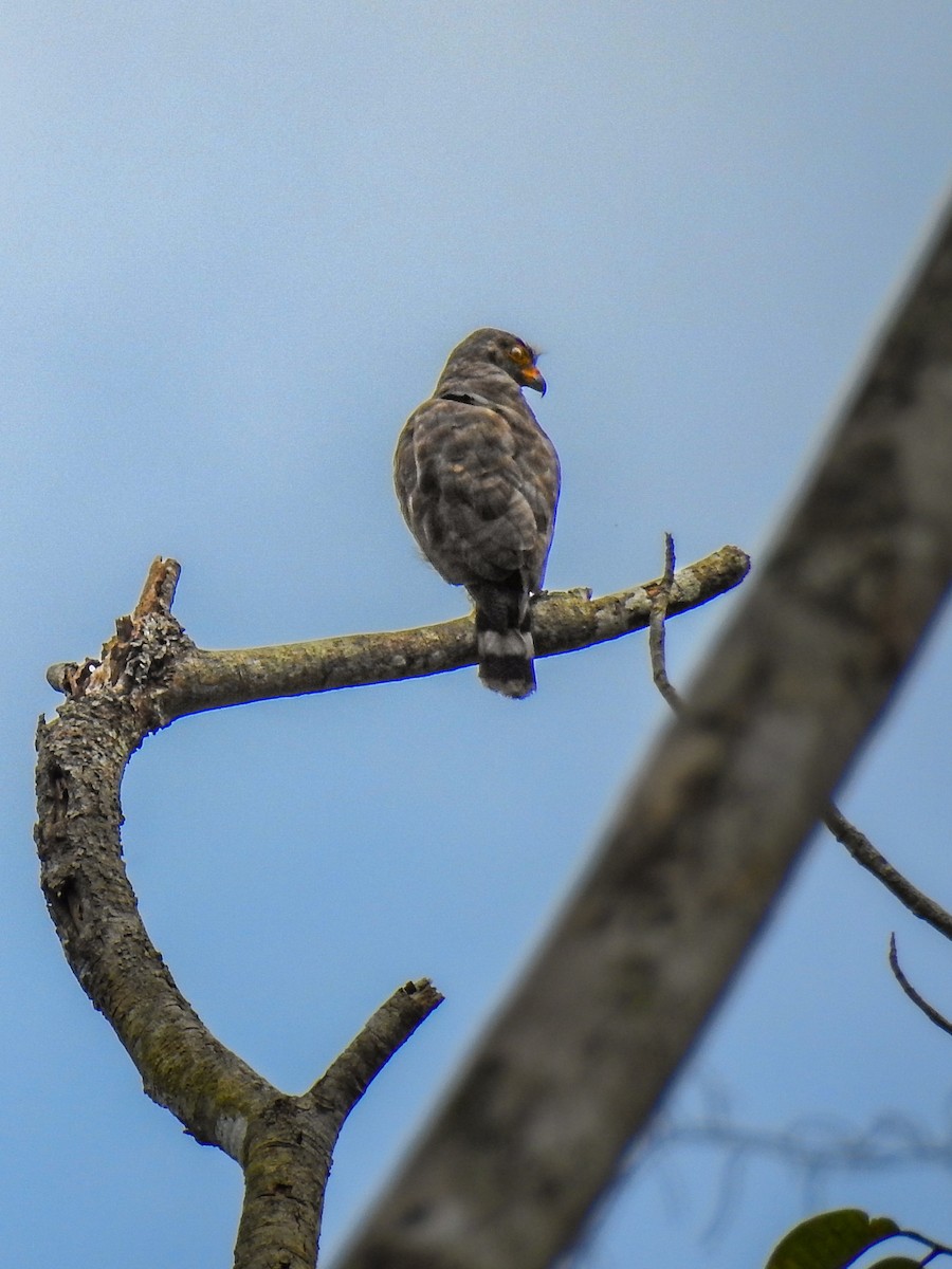 Roadside Hawk - ML638005841