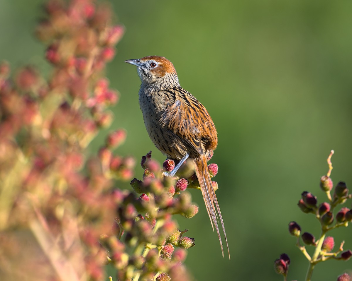 Cape Grassbird - ML638005918