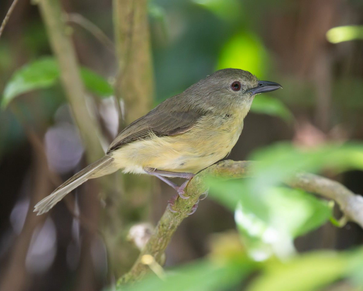 Blue Mountain Vireo - ML638005949