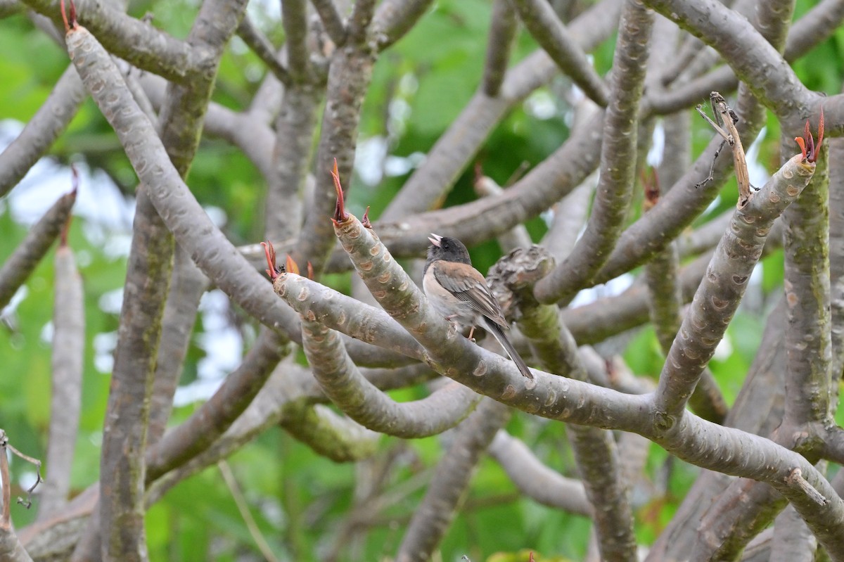 Dark-eyed Junco - ML638005957
