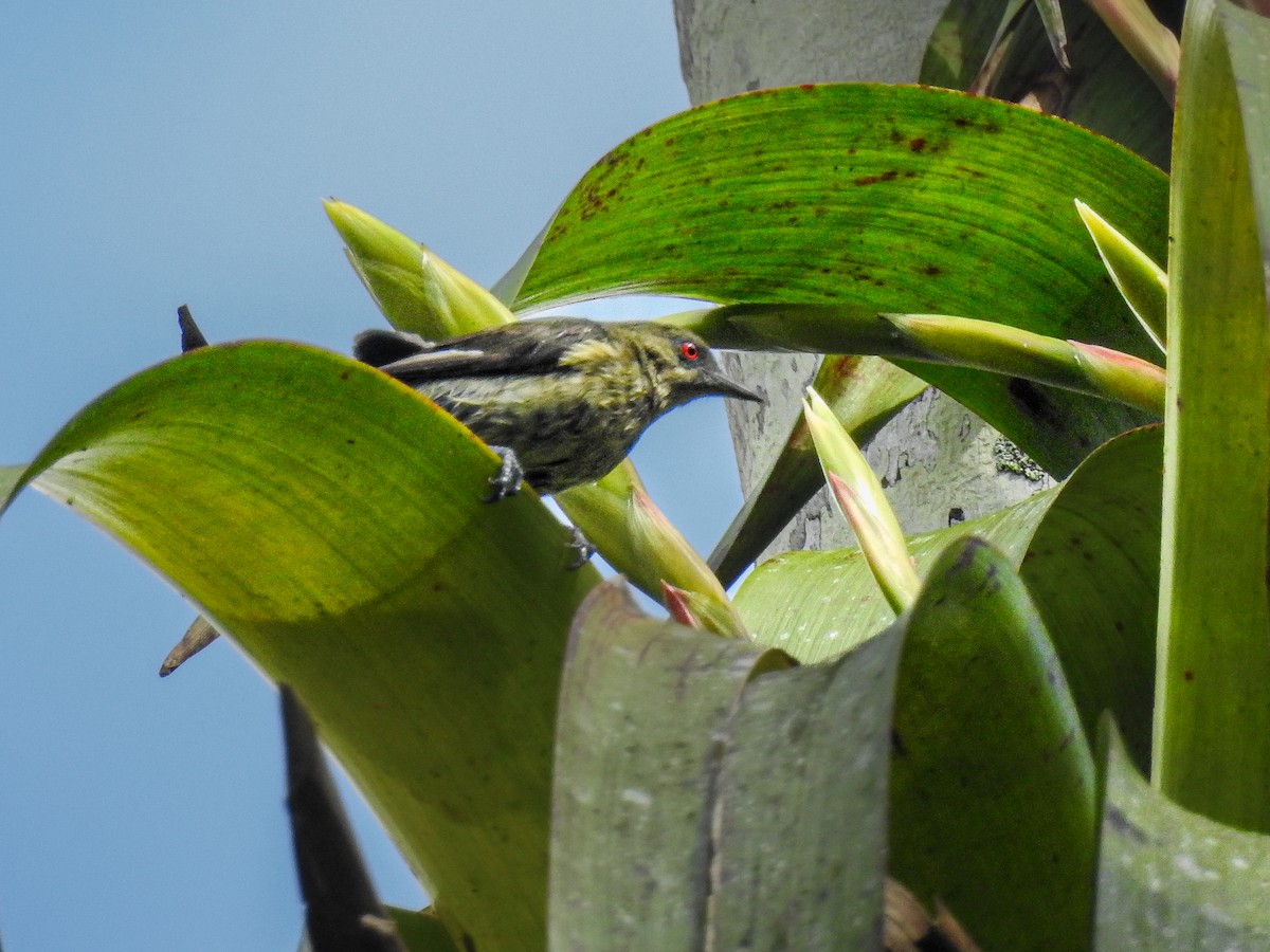 Yellow-bellied Dacnis - ML638005965