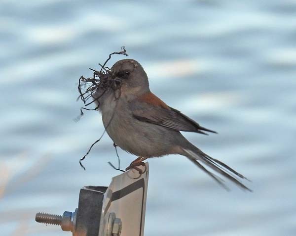 Dark-eyed Junco - ML638006051