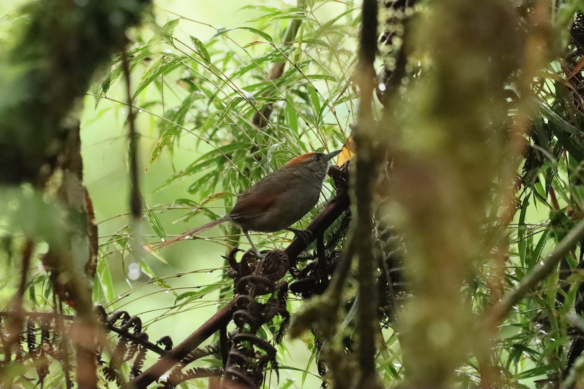 Azara's Spinetail - ML638006052