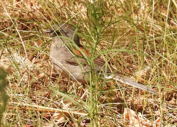 Dark-eyed Junco - ML638006059