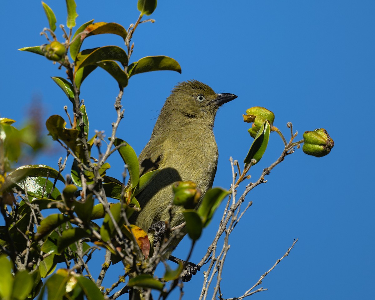 Sombre Greenbul - ML638006076