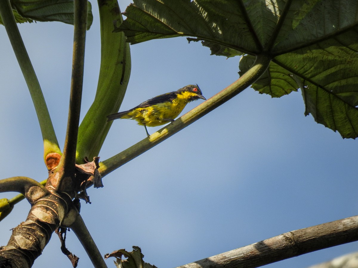 Yellow-bellied Dacnis - ML638006088