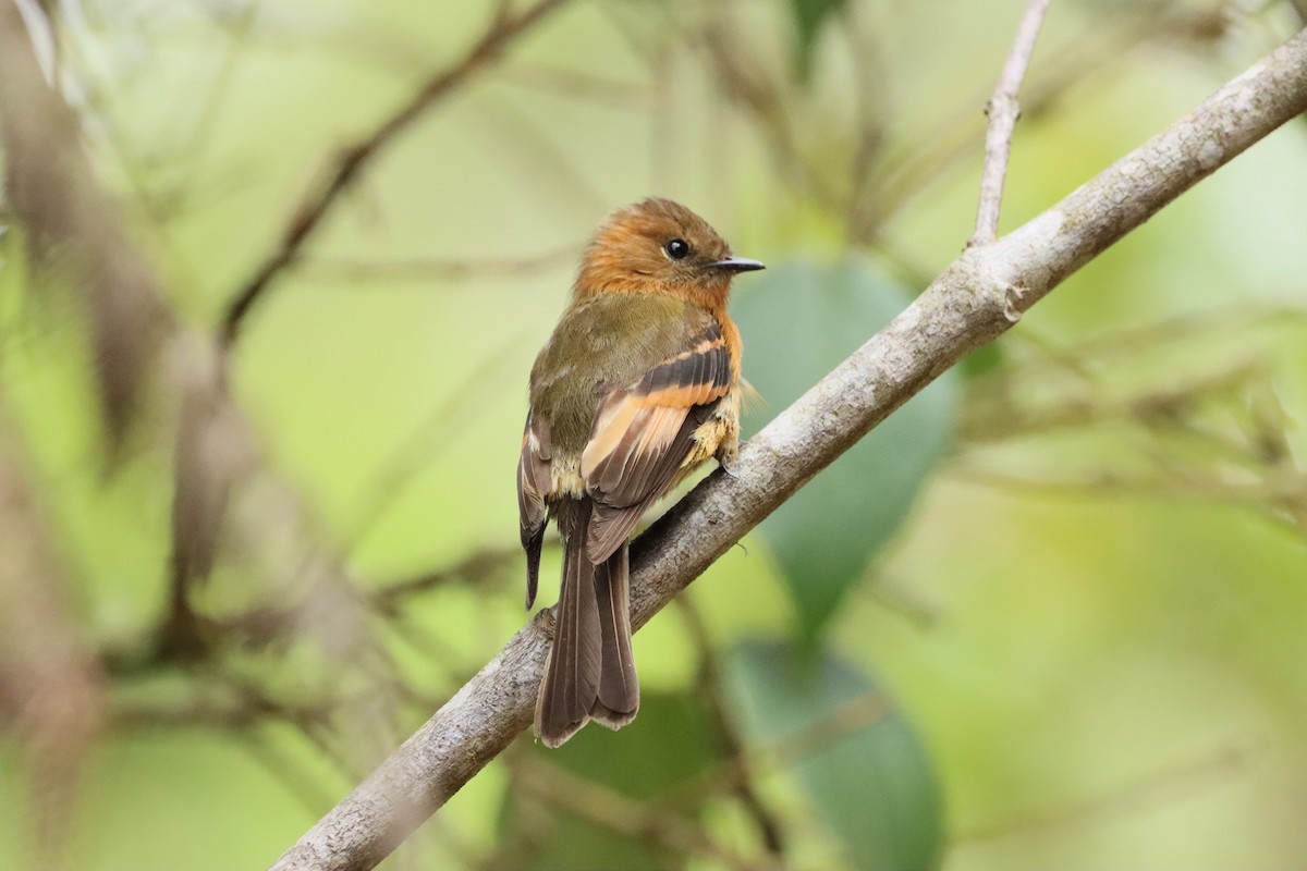 Cinnamon Flycatcher - ML638006089