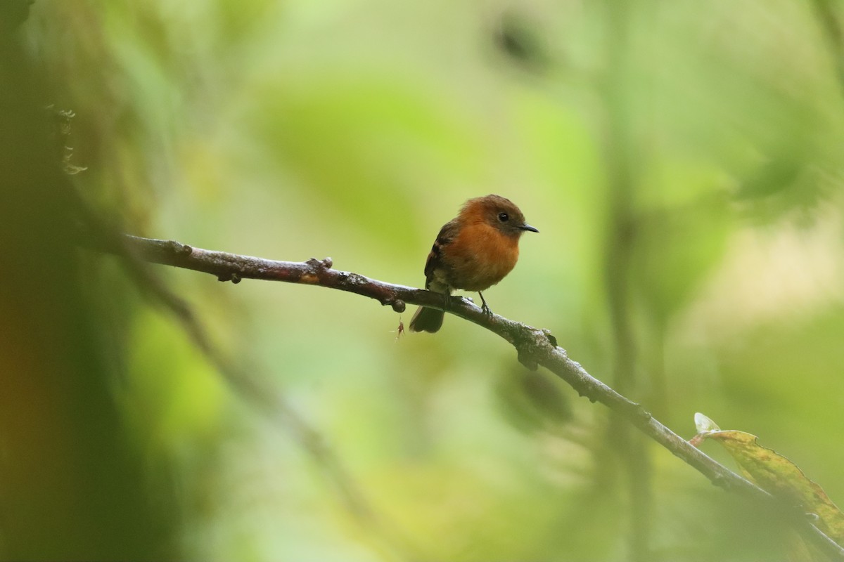 Cinnamon Flycatcher - ML638006090