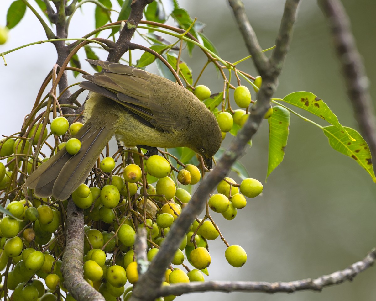 Sombre Greenbul - ML638006094