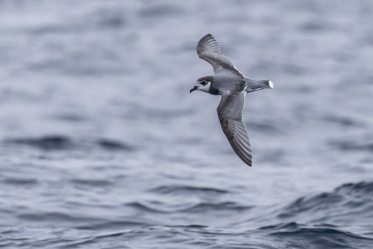 Blausturmvogel - ML638006128